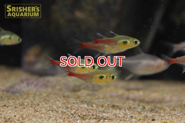 画像6: ロゼウステトラ　”リアル” (6)