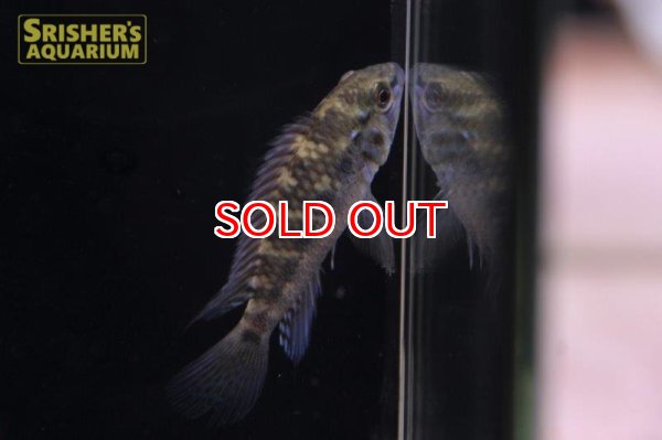 画像4: アピストグラマ ｓｐ.  ”リオカウラ” sv-50 n-1（ペア）【２０１９年採集】【ベネズエラ】 (4)