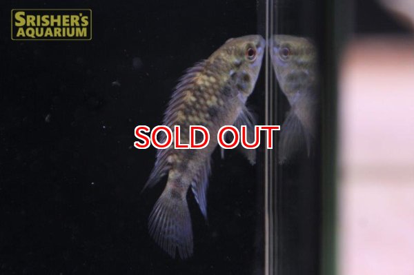 画像3: アピストグラマ ｓｐ.  ”リオカウラ” sv-50 n-1（ペア）【２０１９年採集】【ベネズエラ】 (3)