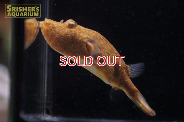 画像4: テトラオドン ミウルス (4)