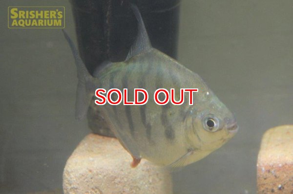 画像3: タイガーメチニス（リオカッピン） (3)