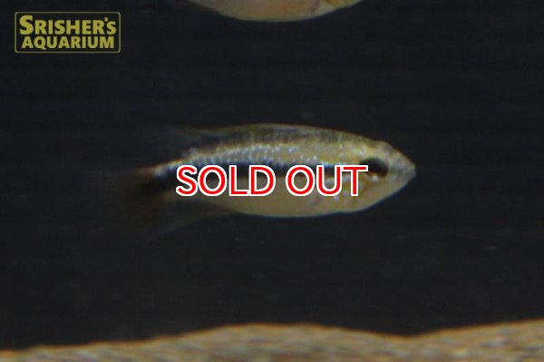 画像4: アピストグラマ エリスルラ（リオマモレ） (ブリード)  (4)