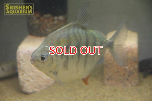 画像2: タイガーメチニス（リオカッピン） (2)