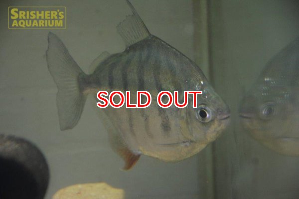 画像4: タイガーメチニス（リオカッピン） (4)