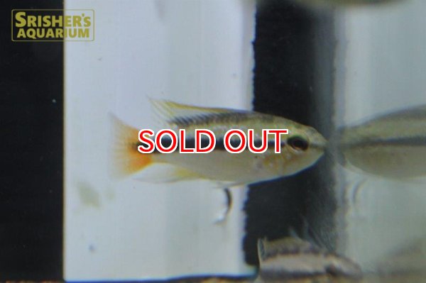 画像6: アピストグラマ エリスルラ（リオマモレ） (ブリード)  (6)