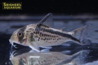 コリドラスの仲間 - Corydoras-｜スリッシャーズ アクアリウム
