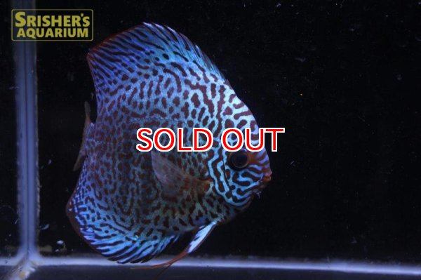 画像4: ディスカス成魚（ペア） (4)