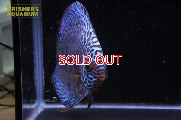 画像2: ディスカス成魚（ペア） (2)