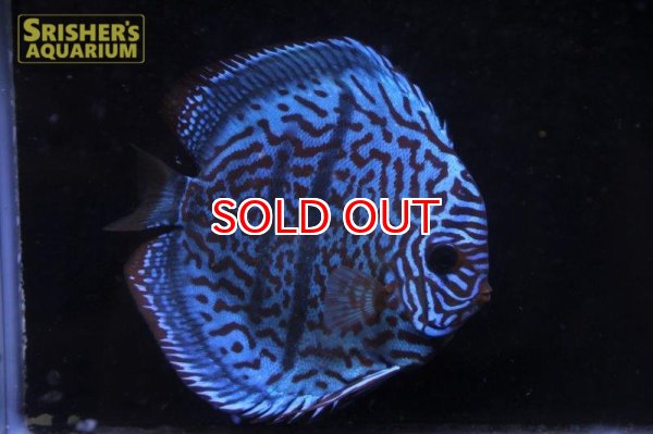 画像9: ディスカス成魚（ペア） (9)