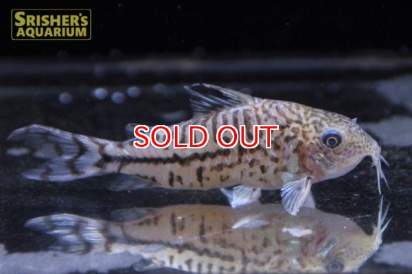 画像2: コリドラス セミロングノーズクルジエンシス n-1　タイガー柄 (2)