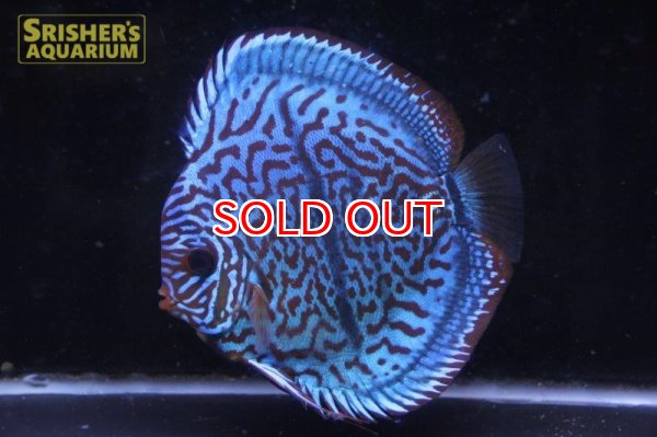 画像6: ディスカス成魚（ペア） (6)