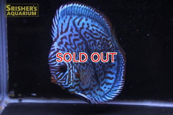 画像7: ディスカス成魚（ペア） (7)