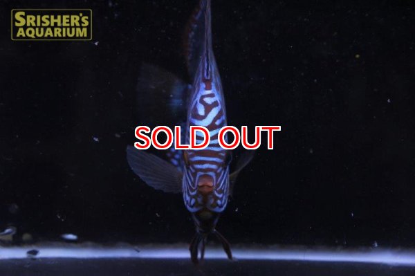 画像8: ディスカス成魚（ペア） (8)