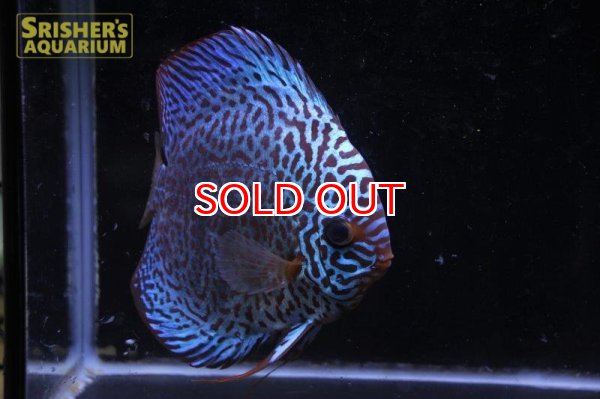 画像3: ディスカス成魚（ペア） (3)