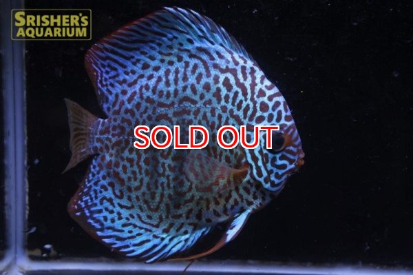 画像5: ディスカス成魚（ペア） (5)