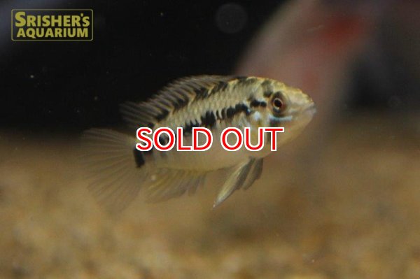 画像6: アピストグラマ ｓｐ.  sv-125 Wild F1 ブリード（ペア）【２０１９年採集】【ベネズエラ】 (6)