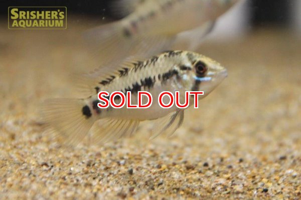 画像4: アピストグラマ ｓｐ.  sv-125 Wild F1 ブリード（ペア）【２０１９年採集】【ベネズエラ】 (4)