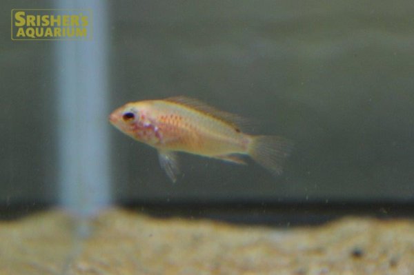 画像2: アピストグラマ　ヴィエジタ ゴールド　(ブリード)  (2)