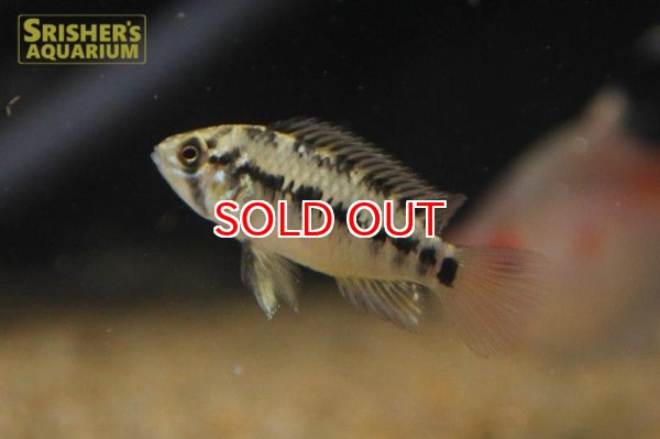 画像5: アピストグラマ ｓｐ.  sv-125 Wild F1 ブリード（ペア）【２０１９年採集】【ベネズエラ】 (5)