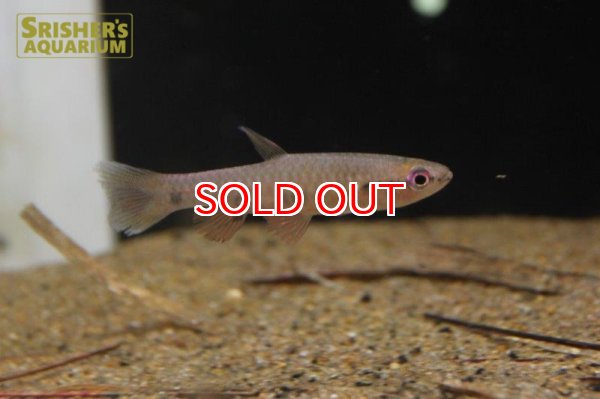 画像4: ピリュリナ　スピロータ (4)