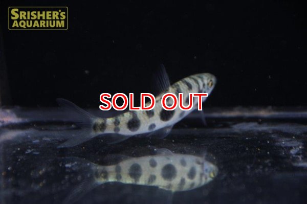 画像3: レポリヌス　トルレンティコラ　”クルア” (3)