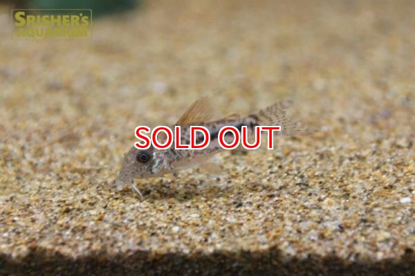 画像2: コリドラス　ブリットイ（ブリード） 2017 WILD F1 (2)