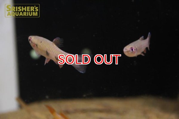 画像2: ピリュリナ　スピロータ (2)