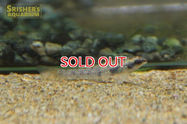 画像4: レッドスポットグラスダータテトラ (4)