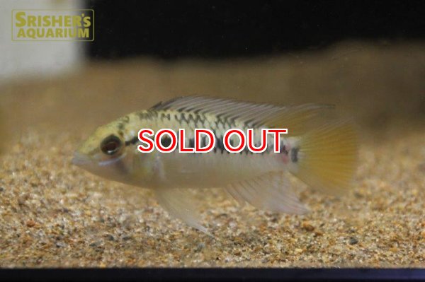 画像4: アピストグラマ ｓｐ.  ”リオカウラ” sv-50 n-2 （ペア）【２０１９年採集】【ベネズエラ】 (4)