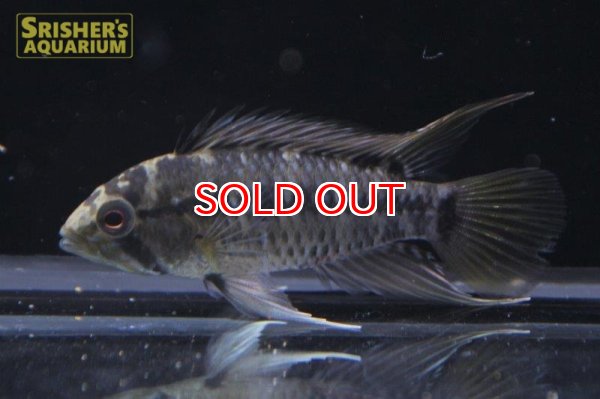 画像4: アピストグラマ ｓｐ. sv-47 （ホングスロイタイプ）n-3（ペア）【２０１９年採集】【ベネズエラ】 (4)