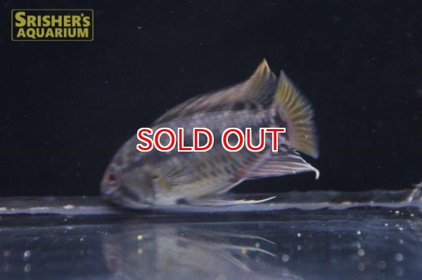 画像7: アピストグラマ ｓｐ. sv-47 （ホングスロイタイプ）n-3（ペア）【２０１９年採集】【ベネズエラ】 (7)