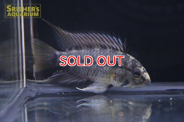 画像2: アピストグラマ ｓｐ. sv-47 （ホングスロイタイプ）n-3（ペア）【２０１９年採集】【ベネズエラ】 (2)