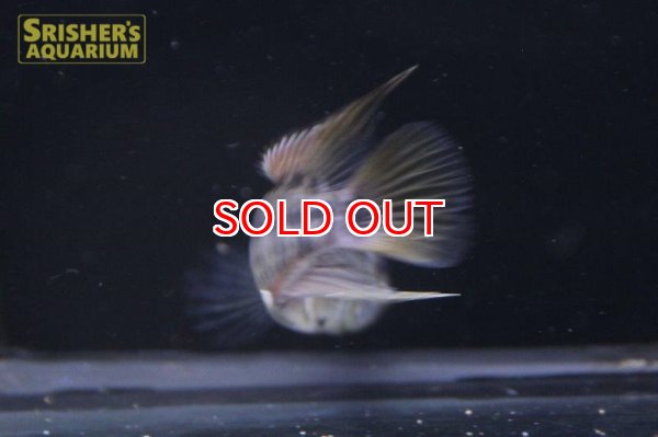 画像9: アピストグラマ ｓｐ. sv-47 （ホングスロイタイプ）n-3（ペア）【２０１９年採集】【ベネズエラ】 (9)