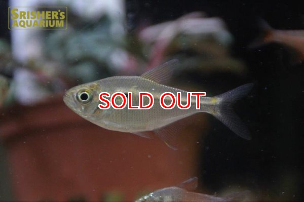 画像2: アスティアナックス　マルチデンス　 (2)