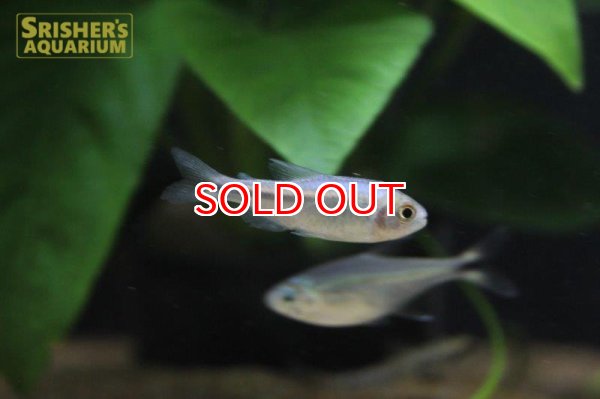 画像2: ブルーリボンテトラ（アッパージュエナ） (2)