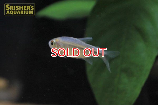 画像3: ブルーリボンテトラ（アッパージュエナ） (3)