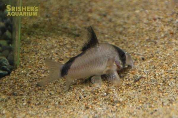 画像2: コリドラス　メタエ WILD (2)