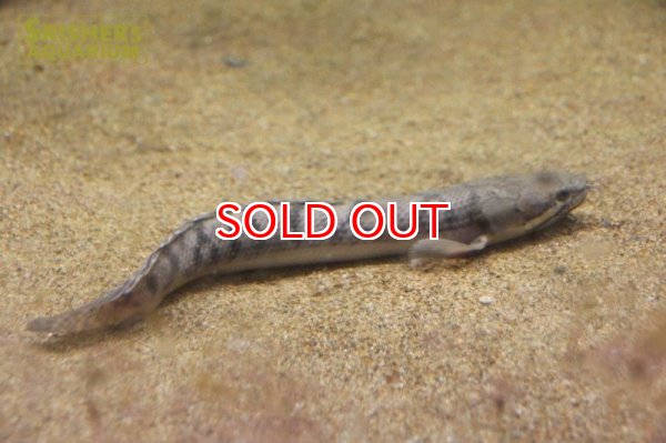 画像2: ポリプテルス 　ウィークシー　ワイルド (2)