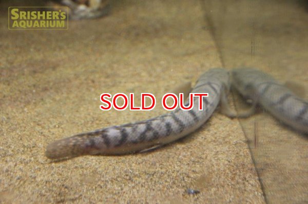 画像3: ポリプテルス 　ウィークシー　ワイルド (3)