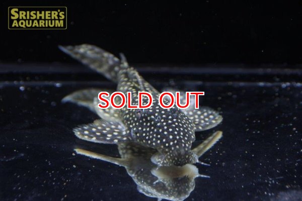 画像3: ドラゴンスタークラウンプレコ n-03 (3)