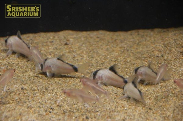 画像3: コリドラス　メタエ WILD (3)