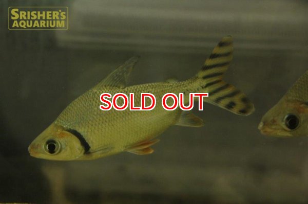 画像2: カラープロキロダス (2)