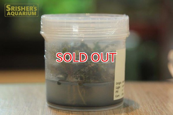 画像2: 水草 ブセファランドラ sp. カテリナエミニ (2)