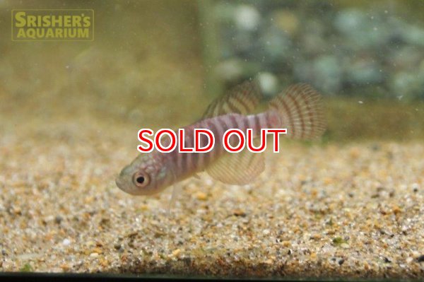 画像3: ヒプソレビアス　ファスシアータス（ペア） (3)