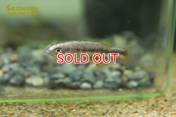 画像3: クレニクティス　バイレイ　２匹セット (3)