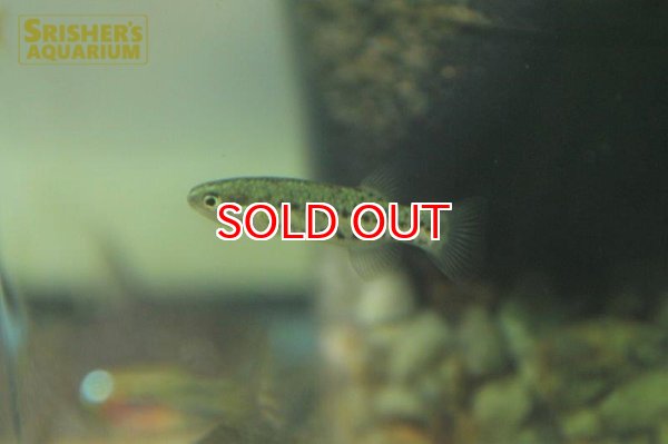 画像6: クレニクティス　バイレイ　２匹セット (6)