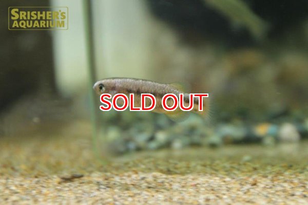 画像2: クレニクティス　バイレイ　２匹セット (2)