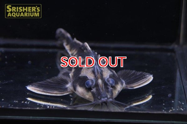 画像3: ホプロドラス　パラナイーバ（ブラジル産） (3)