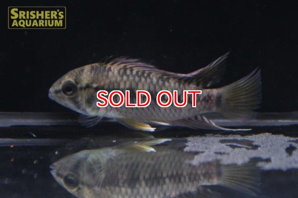 画像6: アピストグラマ ｓｐ.  ”リオカウラ” sv-50（ペア）n-05【２０１９年採集】【ベネズエラ】 (6)