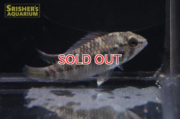 画像6: アピストグラマ ｓｐ.  ”リオカウラ” sv-50（ペア）n-03【２０１９年採集】【ベネズエラ】 (6)